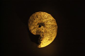 Media type: image; Invertebrate Paleontology IPCE-7232